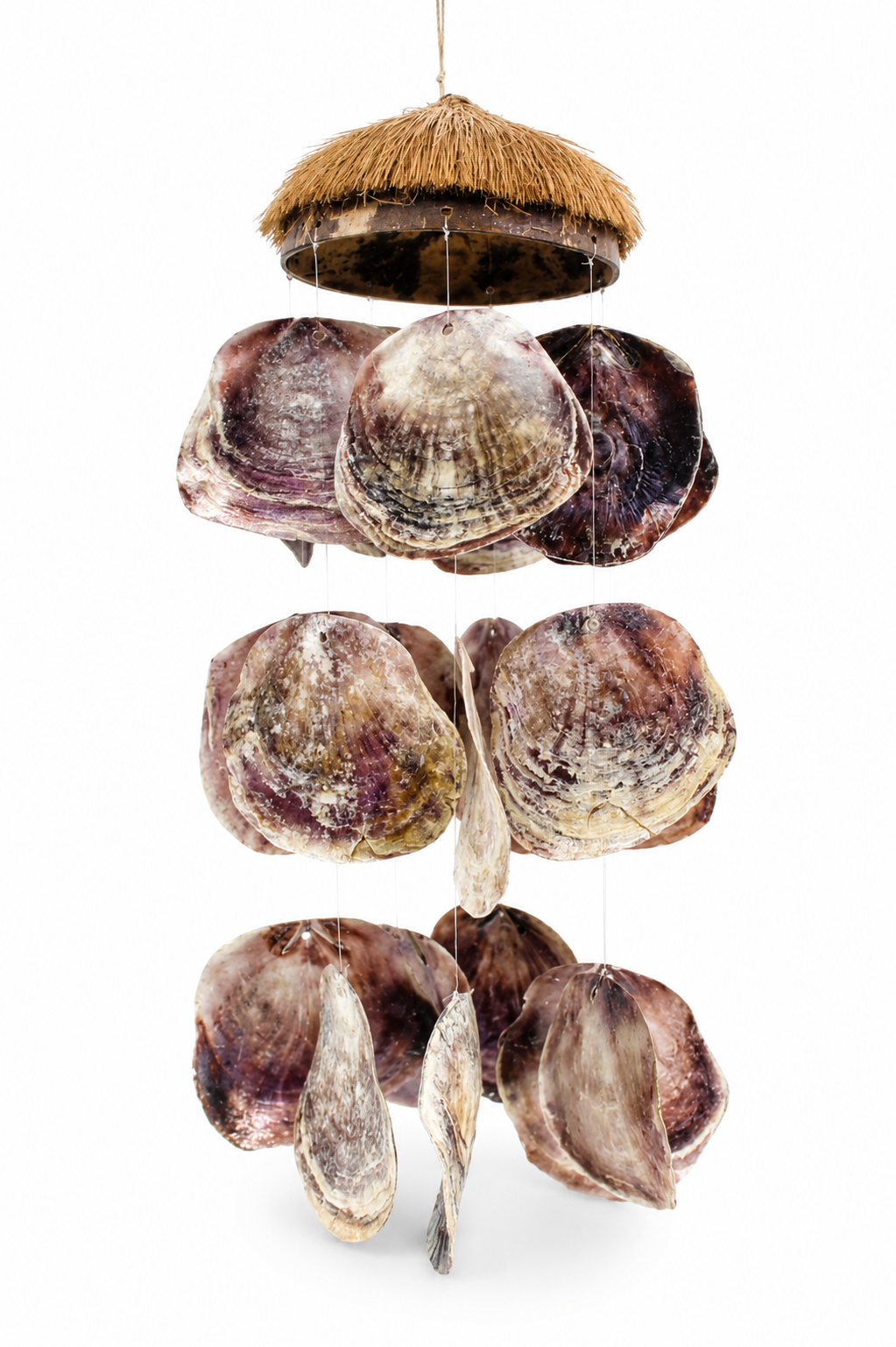 COCO HUSK W/ PLACUNA