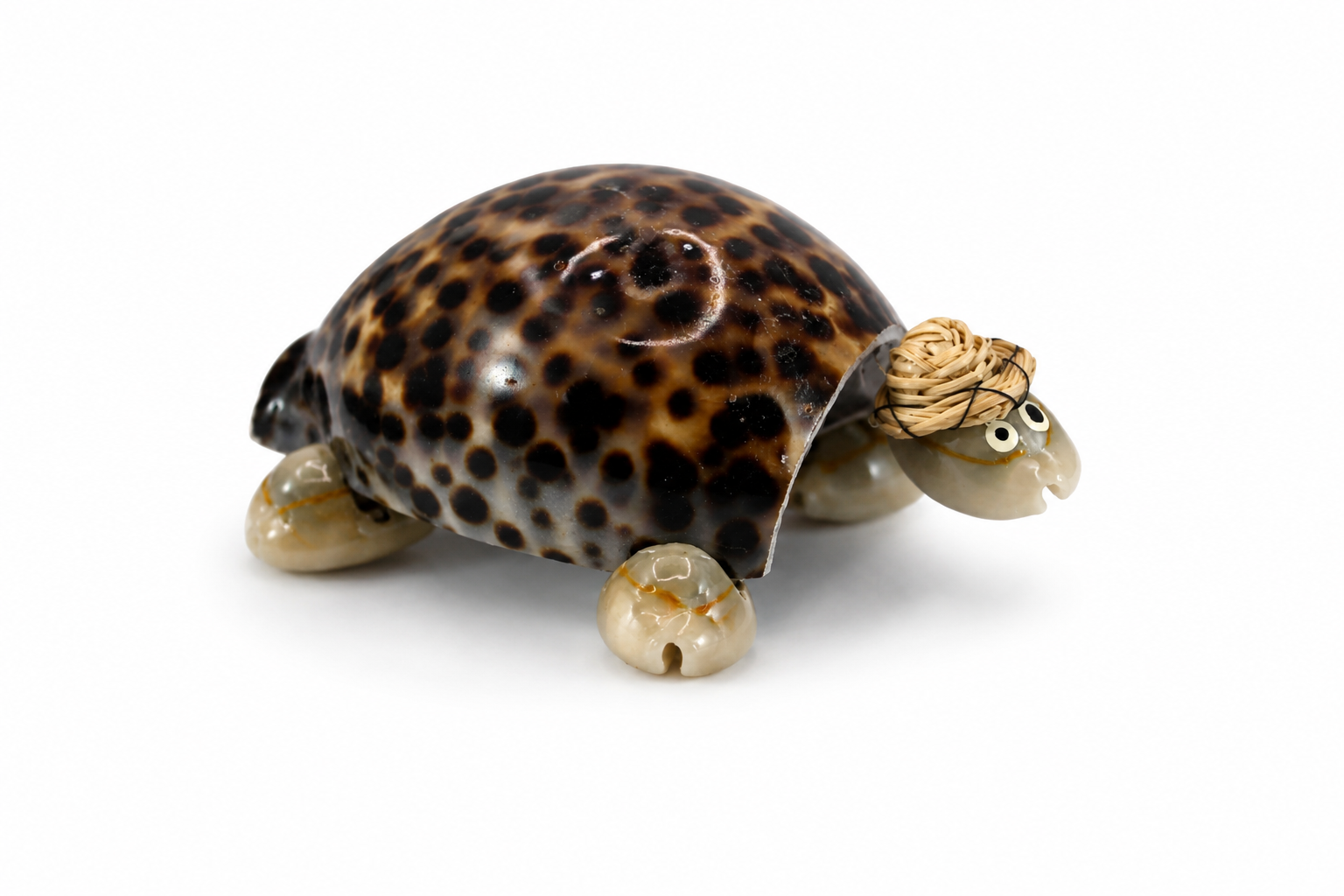 TIGER COWRIE SINGLE TURTLE MOVING HEAD