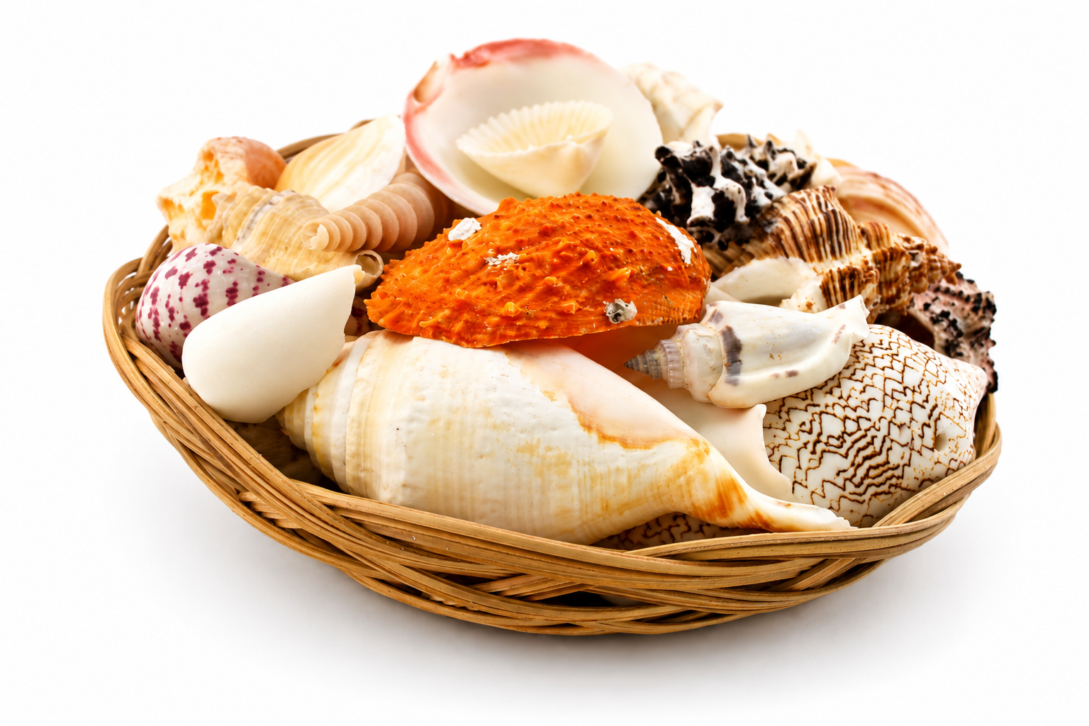 SHELL PACK  (NO STARFISH)