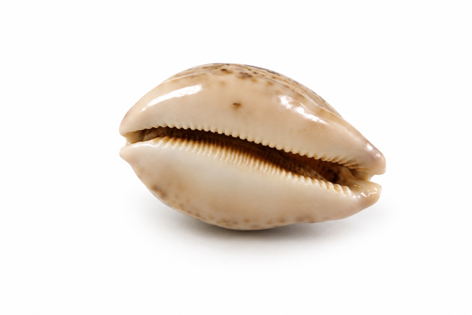 CYPRAEA MAPPA A