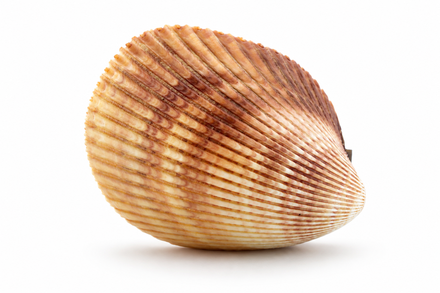 BROWN COCKLES PAIR