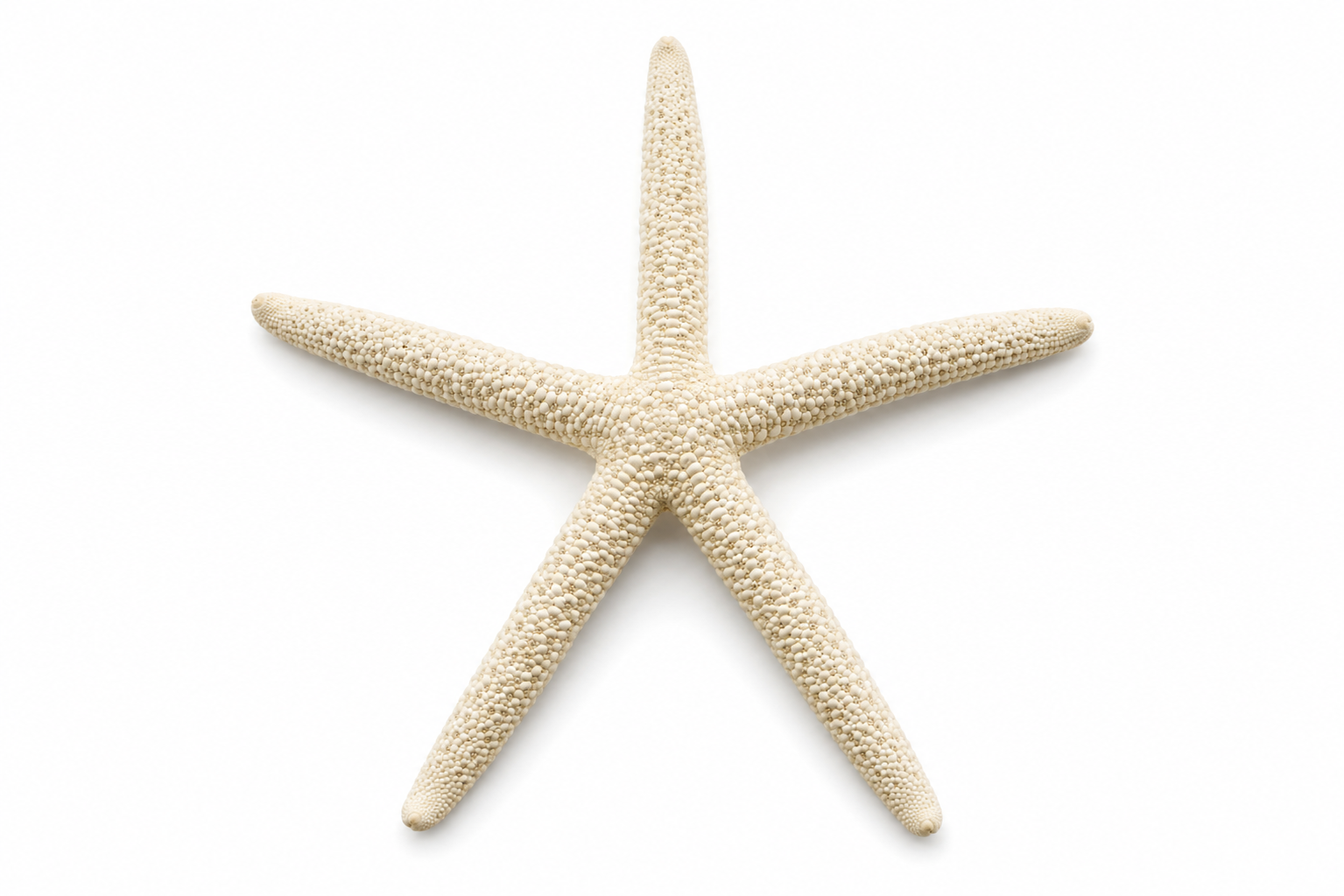FINGER STARFISH MIX COLORED