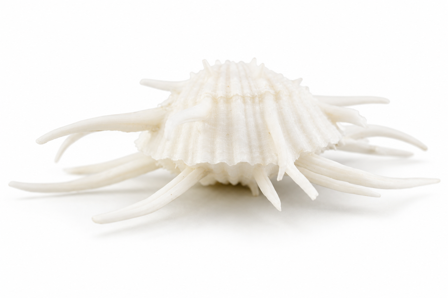 SPONDYLUS IMPERIALIS (JAY-R)