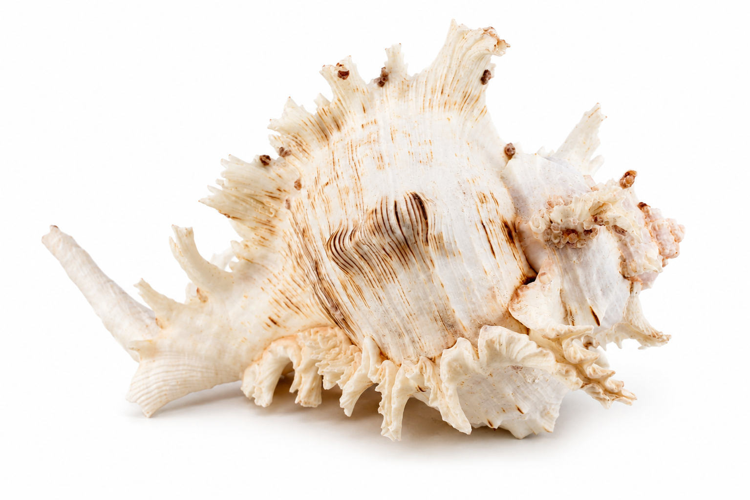 MUREX RAMOSUS