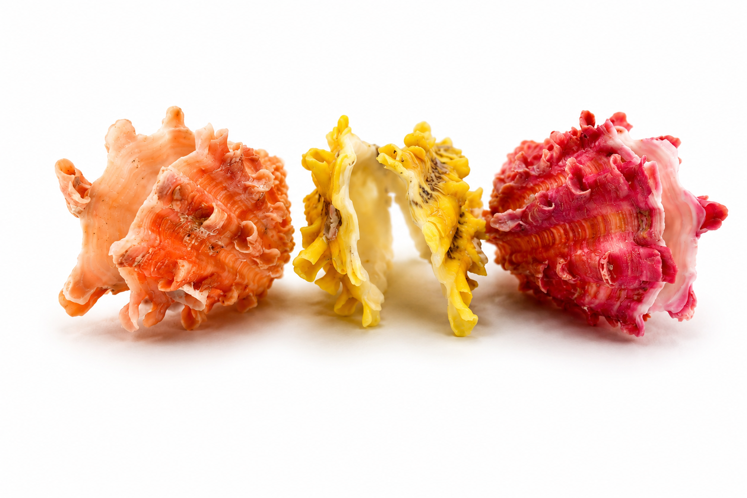 CARDITA NATURALS COLORS