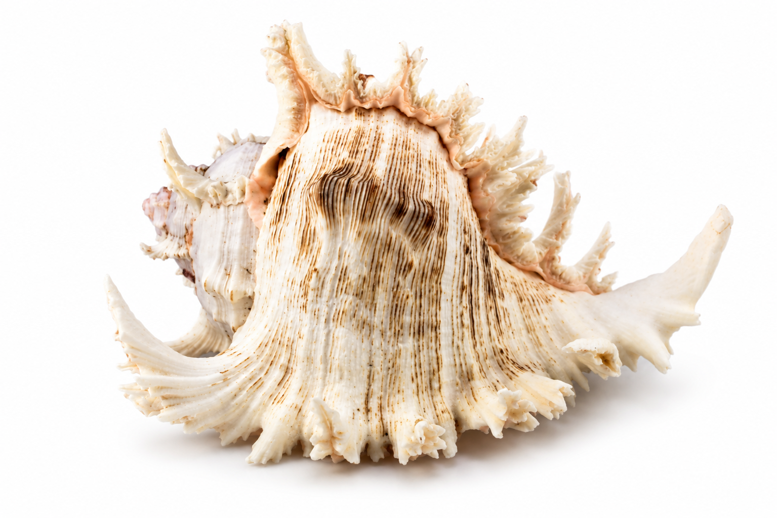 MUREX RAMOSUS
