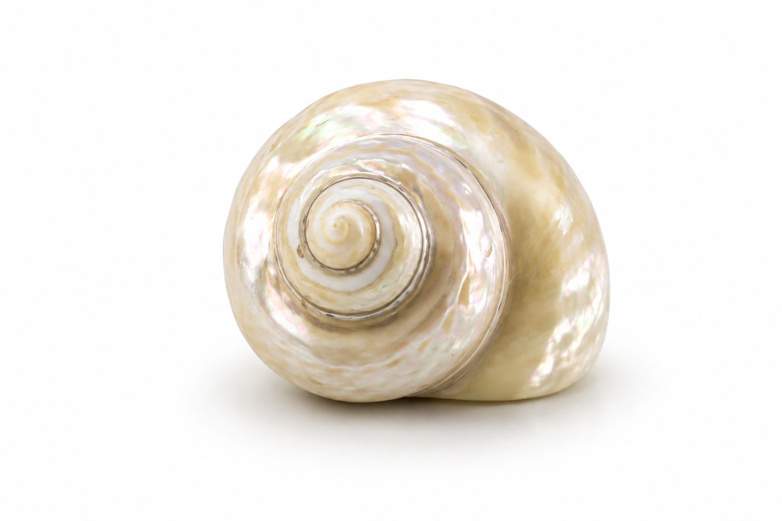 CITTARIUM PICA PEARLIZED