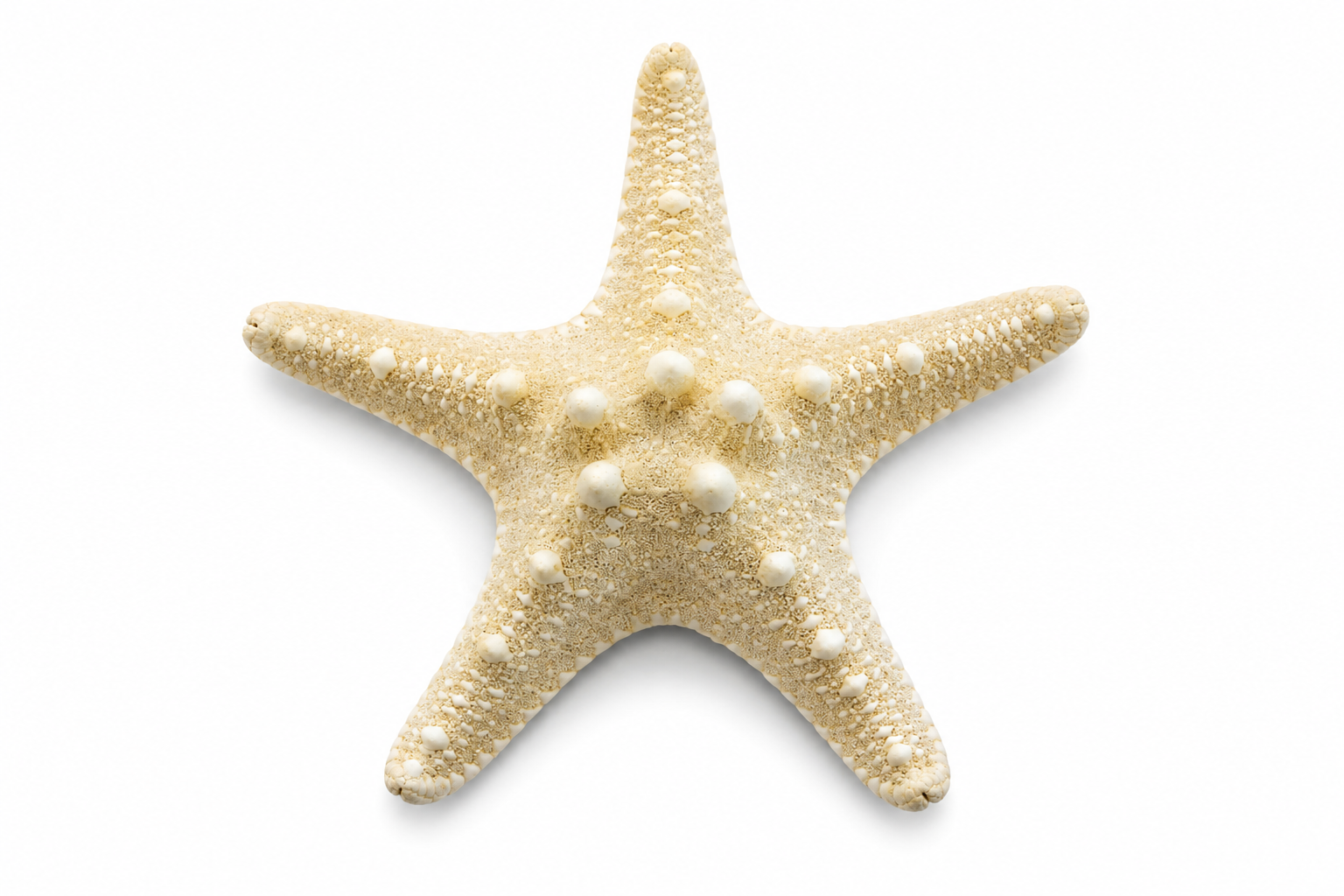 PHILIPPINE WHITE STARFISH