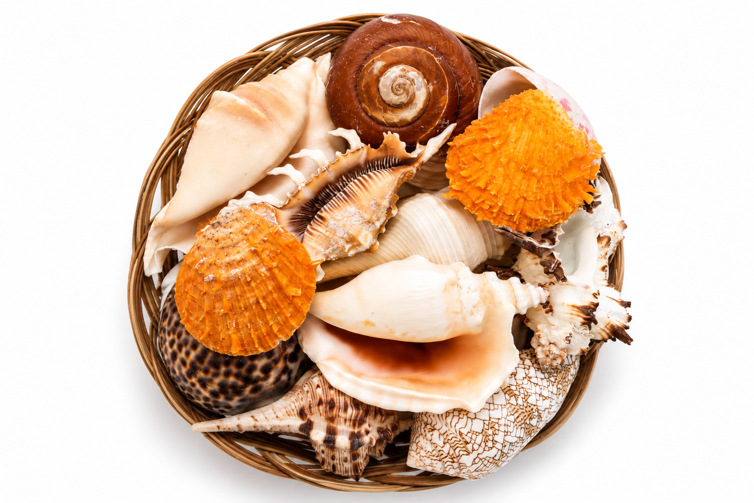 FRUIT OF THE SEA