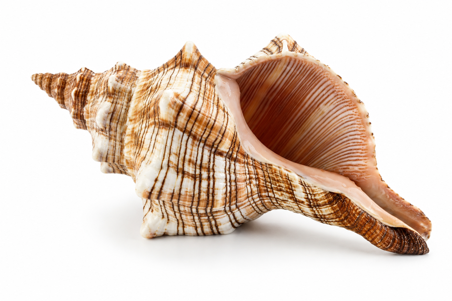 FASCIOLARIA TRAPEZIUM