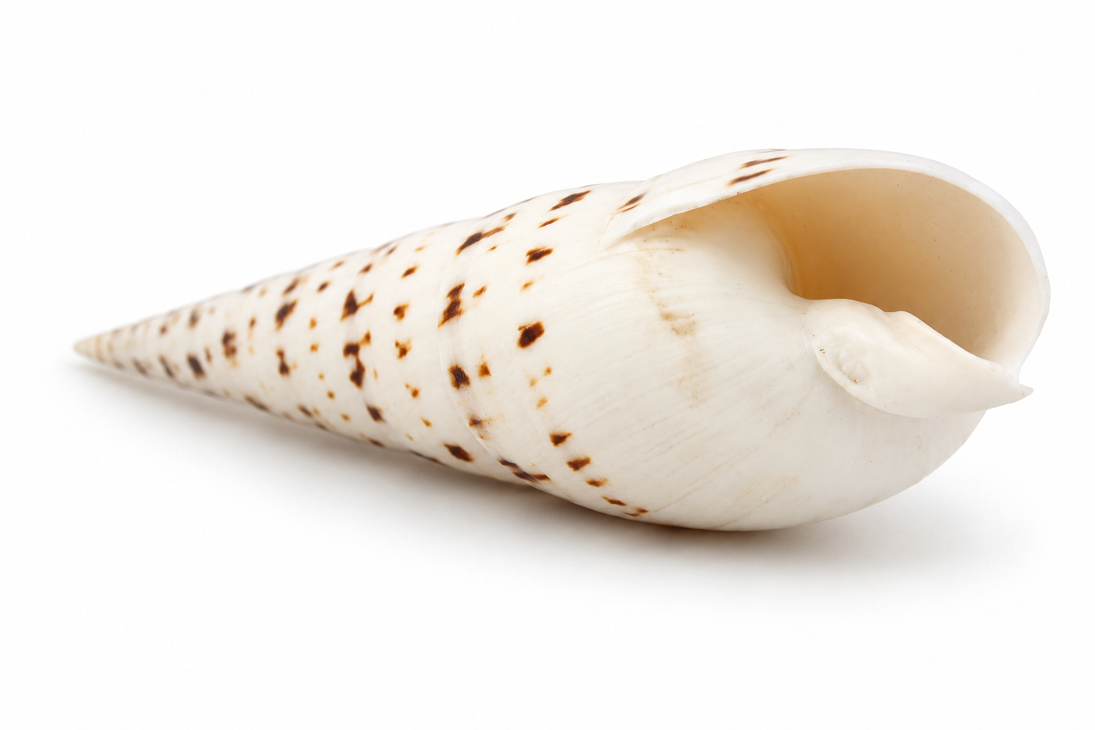 TEREBRA MACULATA