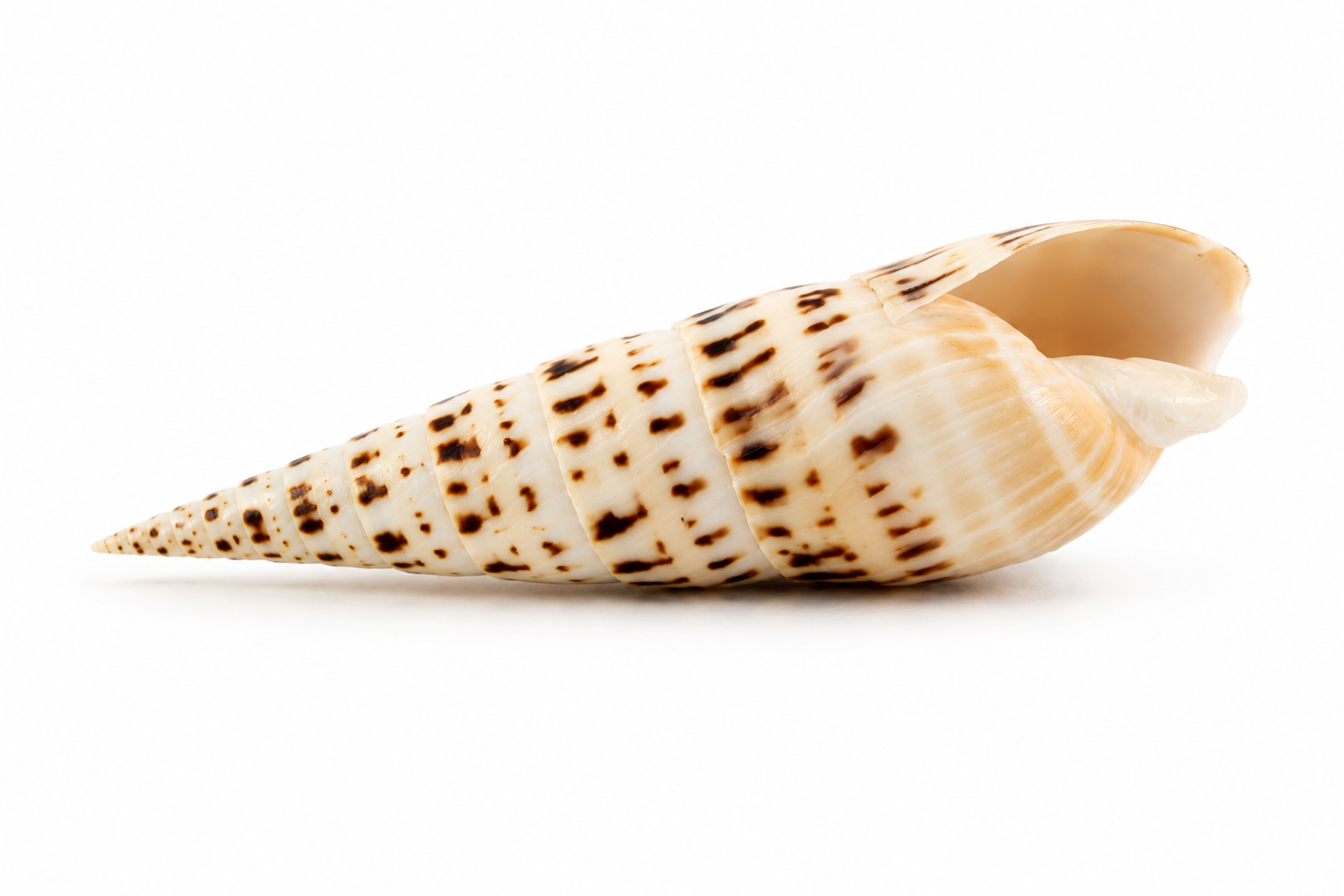 TEREBRA MACULATA