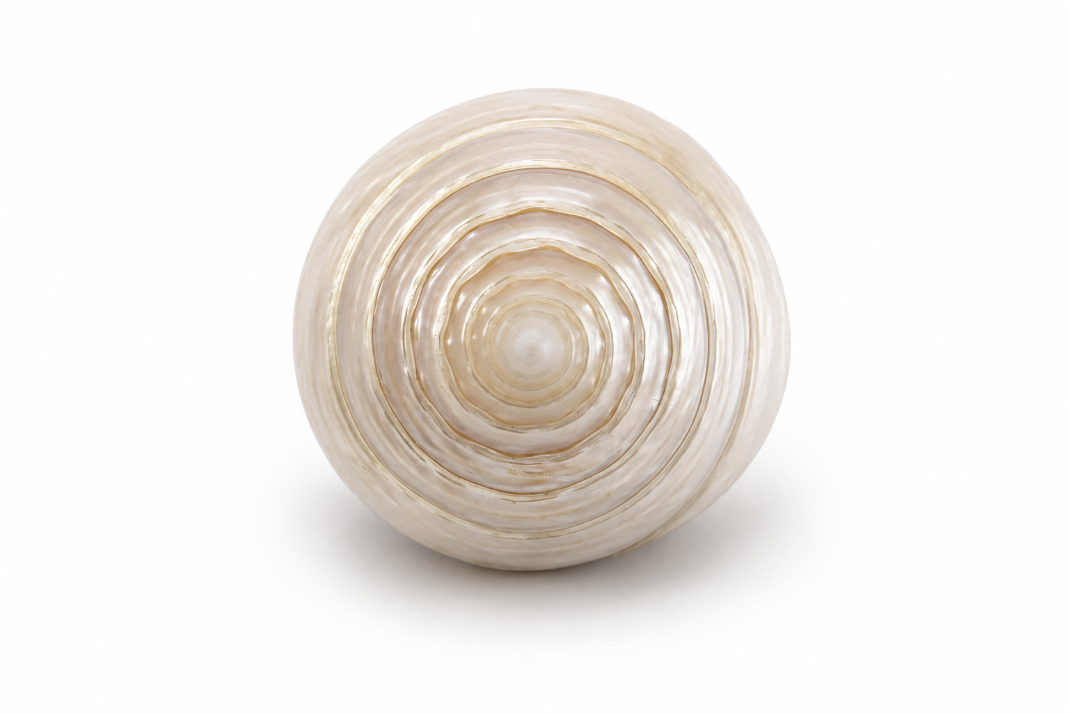 TECTUS PYRAMIS PEARL