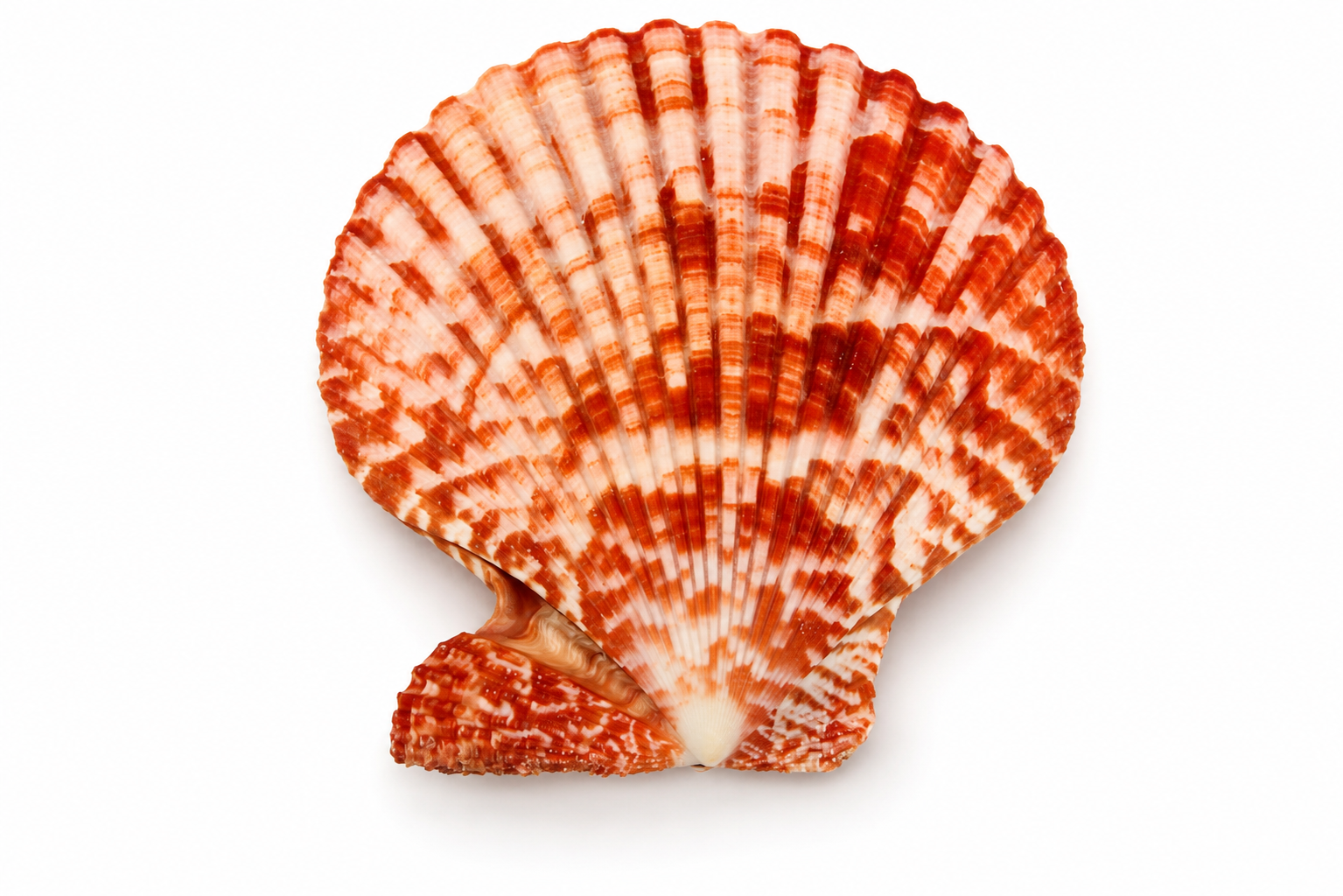 PECTEN SENATARIUS