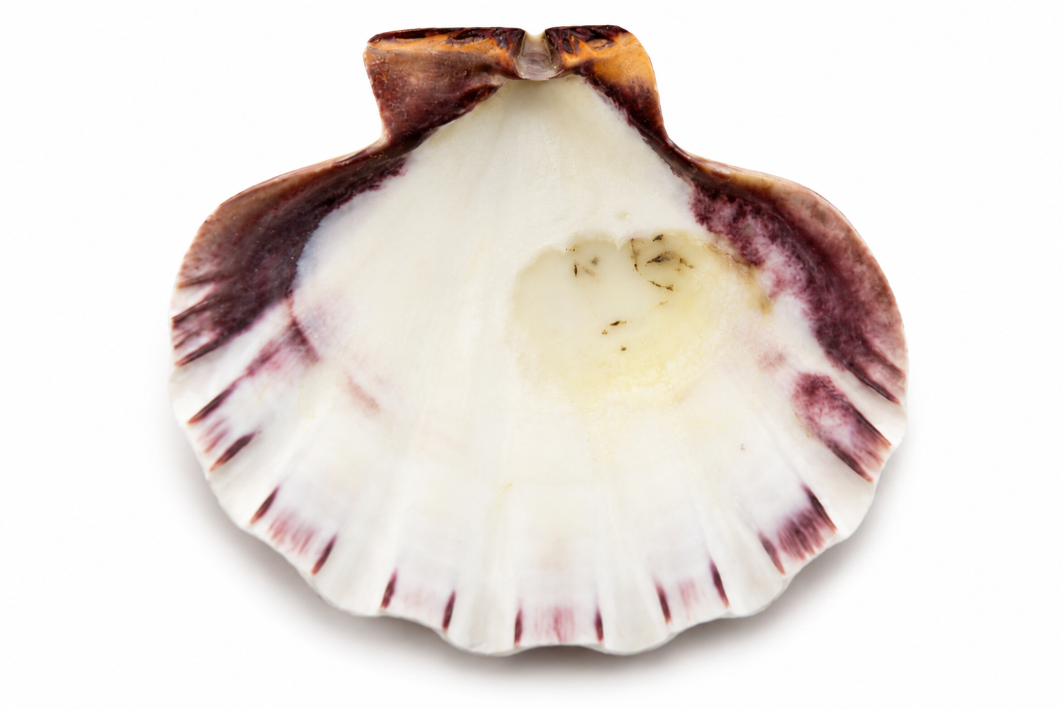 LYROPECTEN SUBNODOSUS NAT. CLEAN