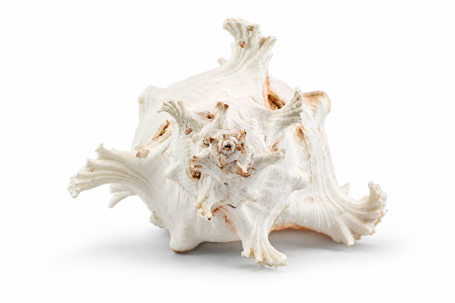 MUREX RAMOSUS