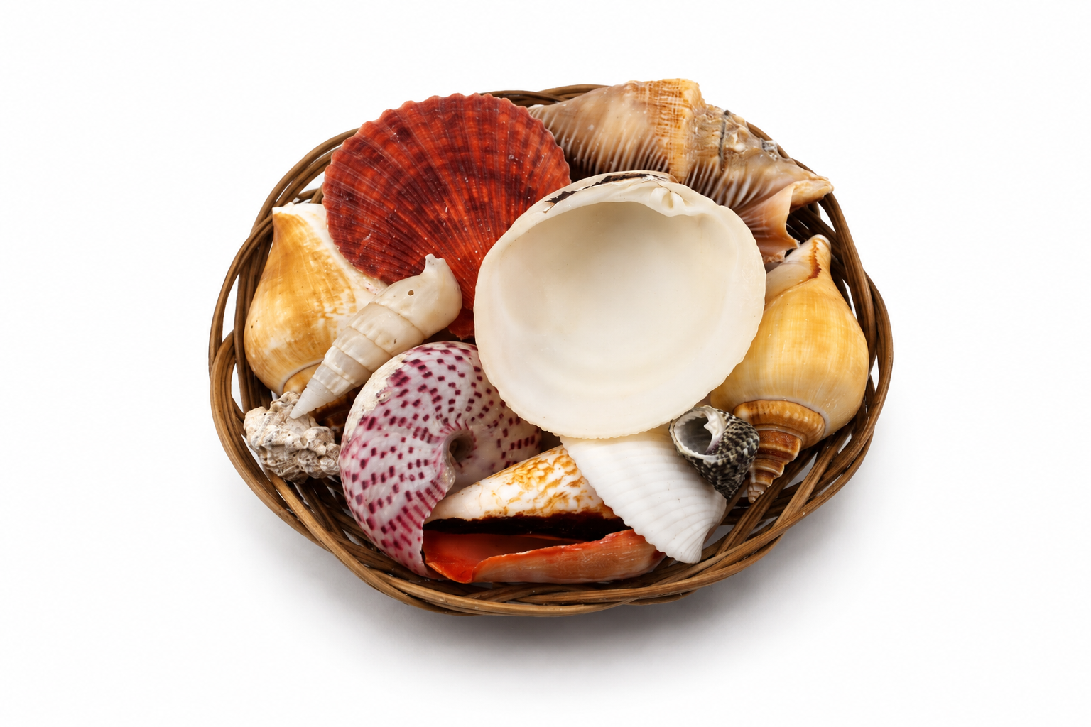 SHELL PACK  (NO STARFISH)