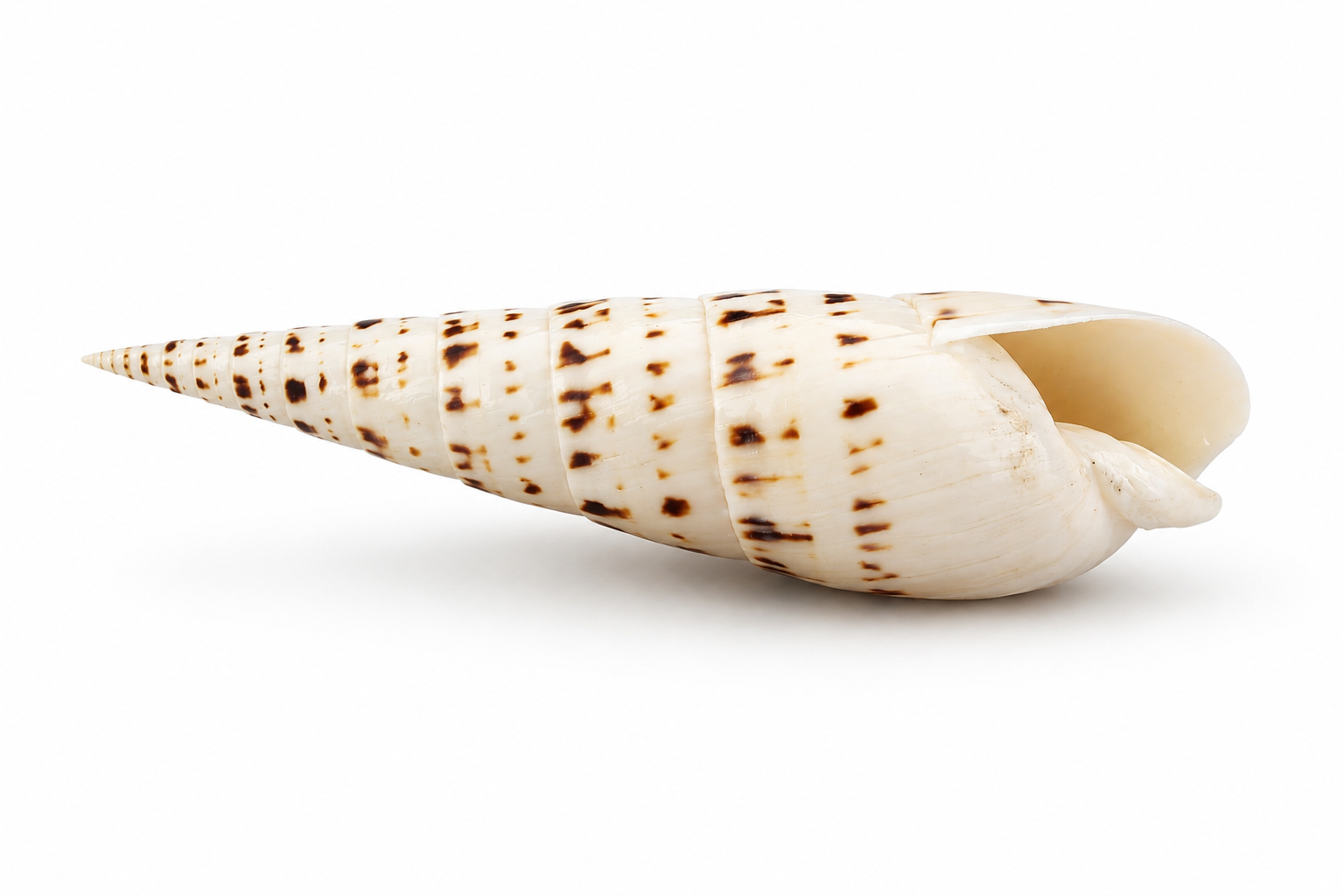TEREBRA MACULATA