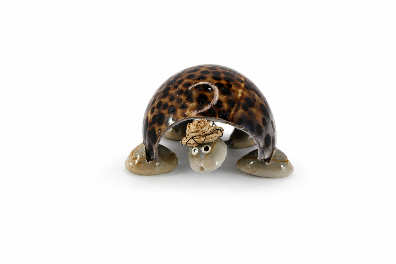 TIGER COWRIE SINGLE TURTLE MOVING HEAD