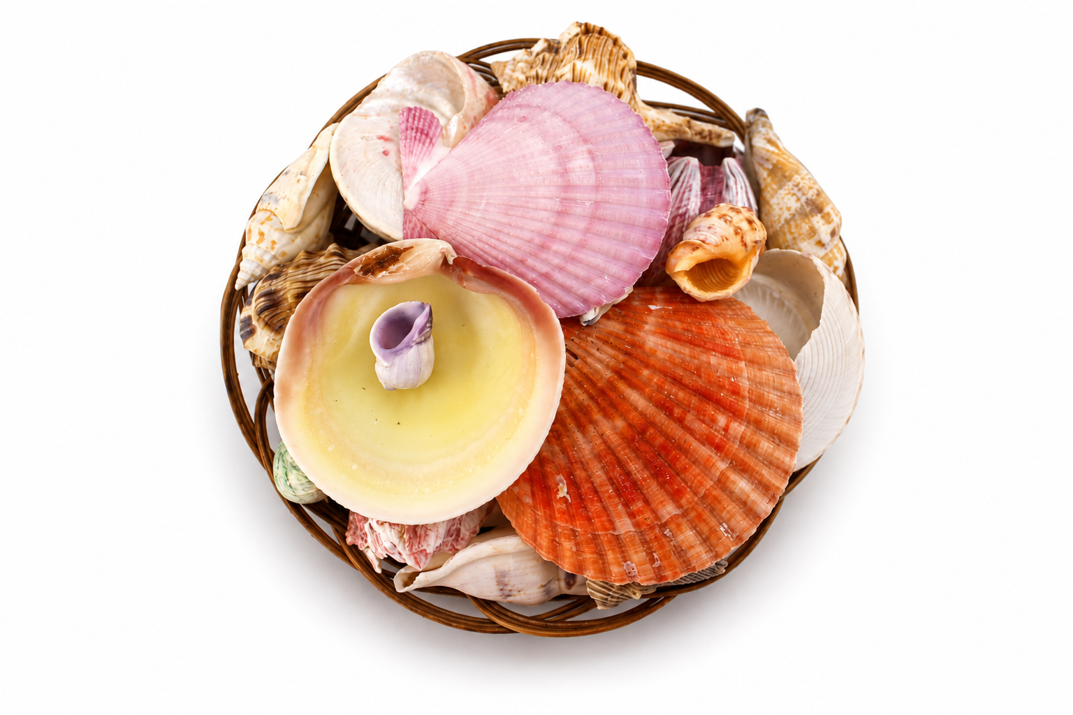 SHELL PACK  (NO STARFISH)