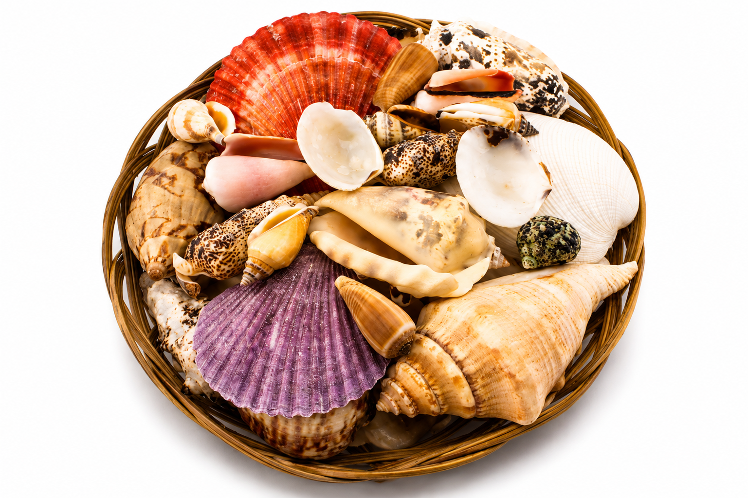 SHELL PACK  (NO STARFISH)