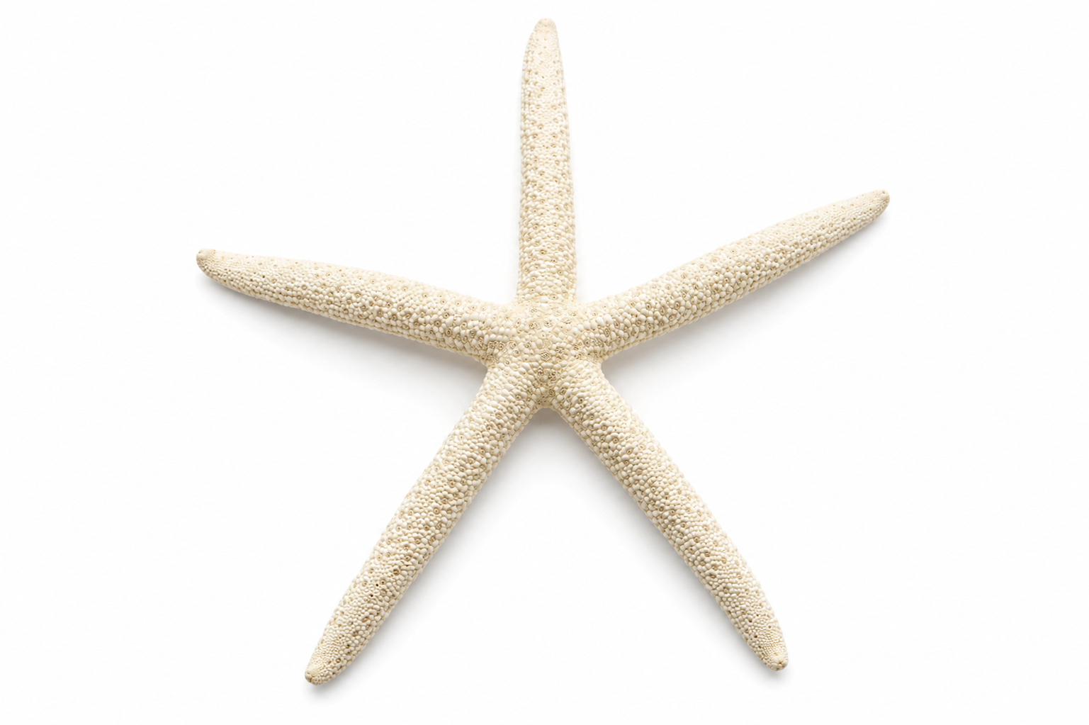 FINGER WHITE STARFISH
