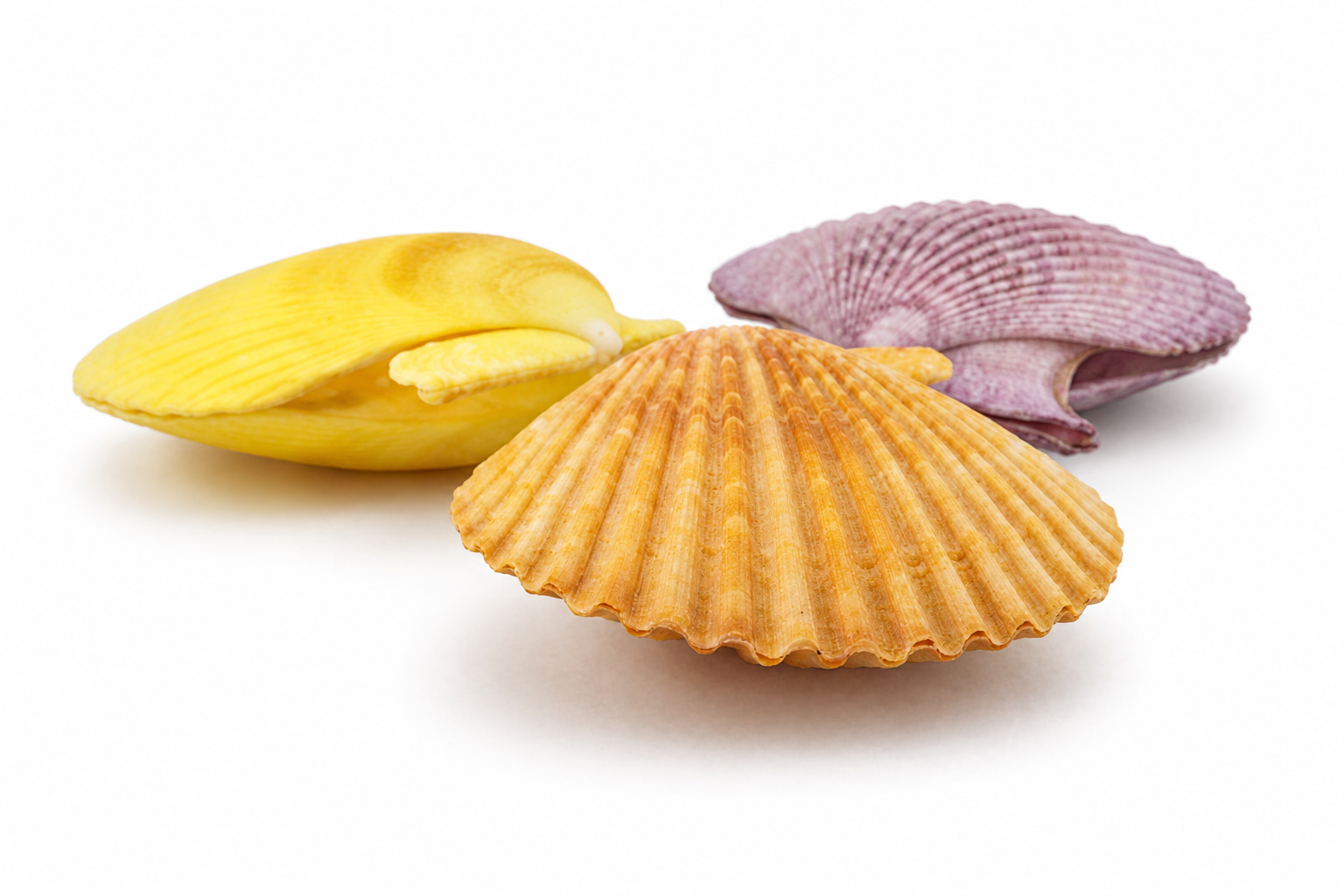 PECTEN NOBILIS PAIR  ASSTD COLOR