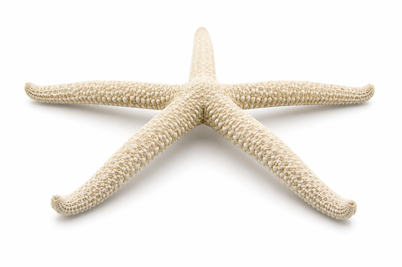 FINGER WHITE STARFISH