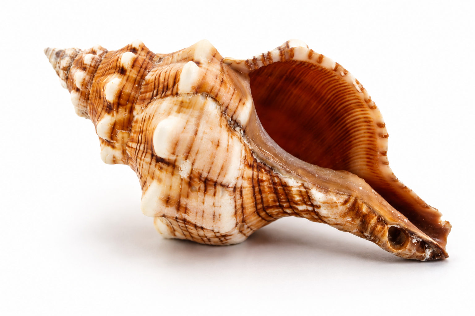 FASCIOLARIA TRAPEZIUM