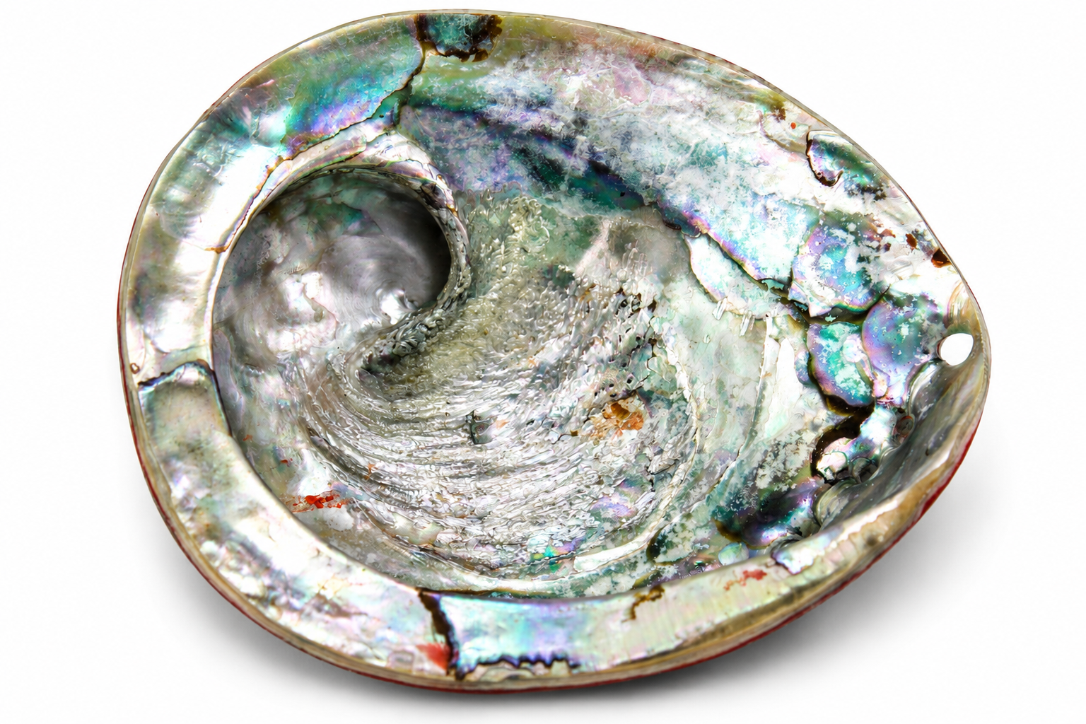 HALIOTIS MIDAE NATURAL POLISHED
