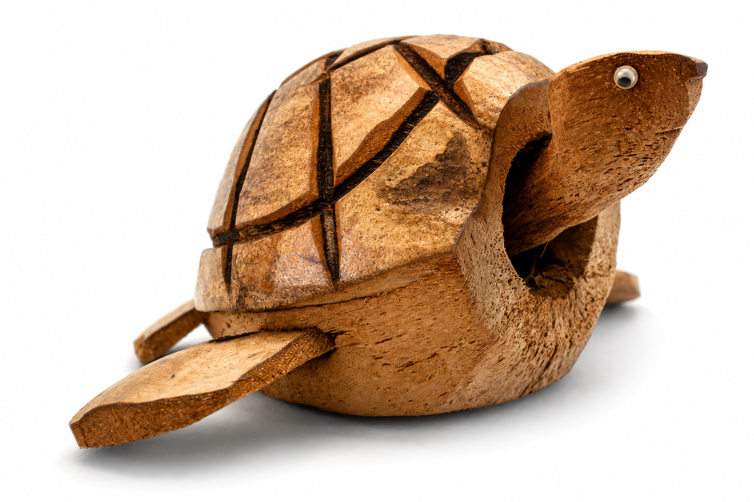COCONUT TURTLE W/ MOVING HEAD