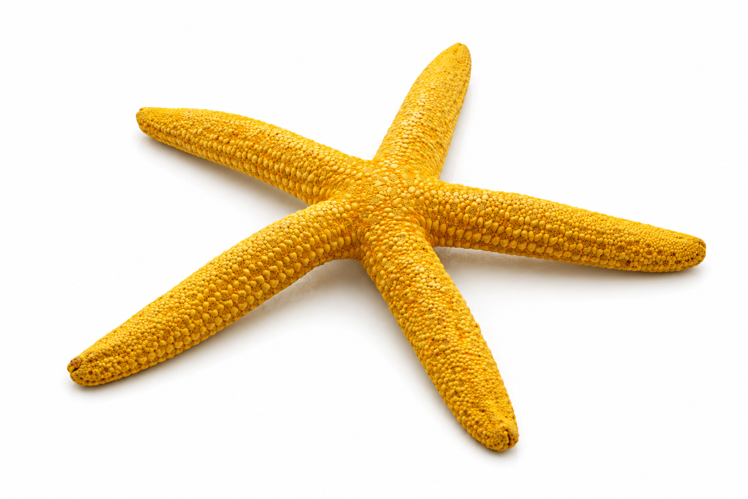 FINGER STARFISH MIX COLORED