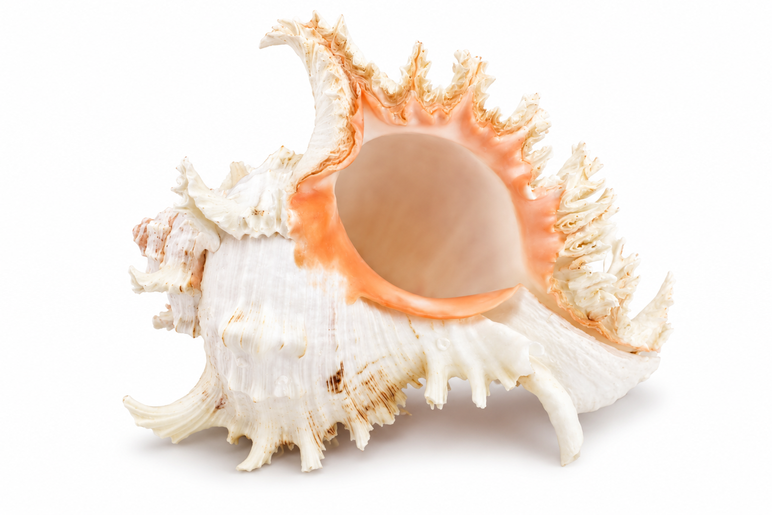 MUREX RAMOSUS
