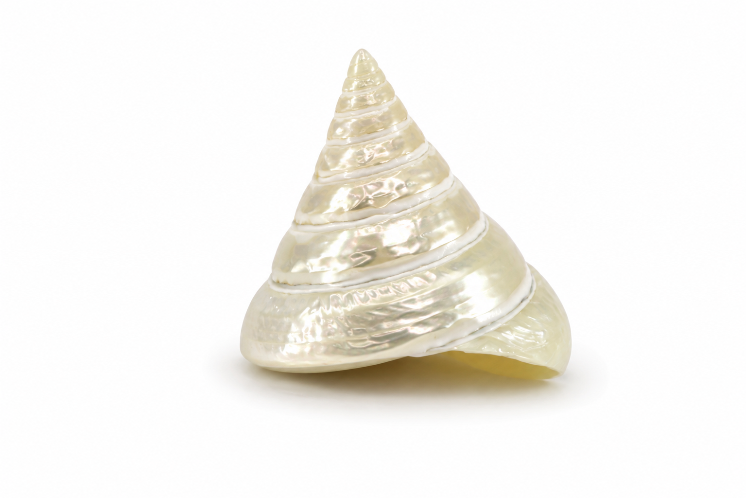 TECTUS PYRAMIS PEARL