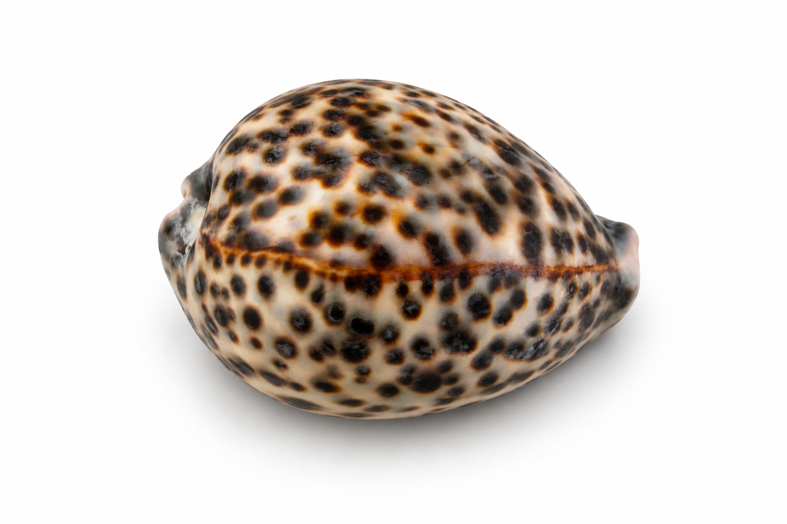 TIGER COWRIE