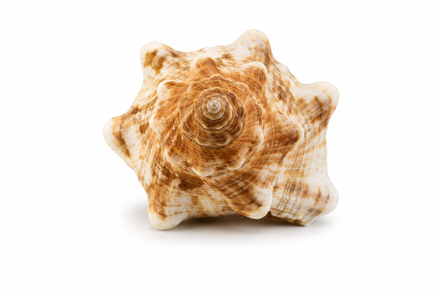 FASCIOLARIA TRAPEZIUM