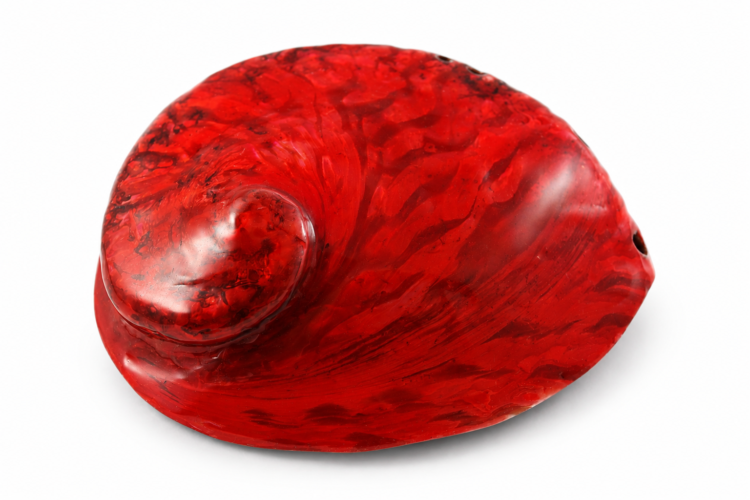 HALIOTIS MIDAE COLORED RED