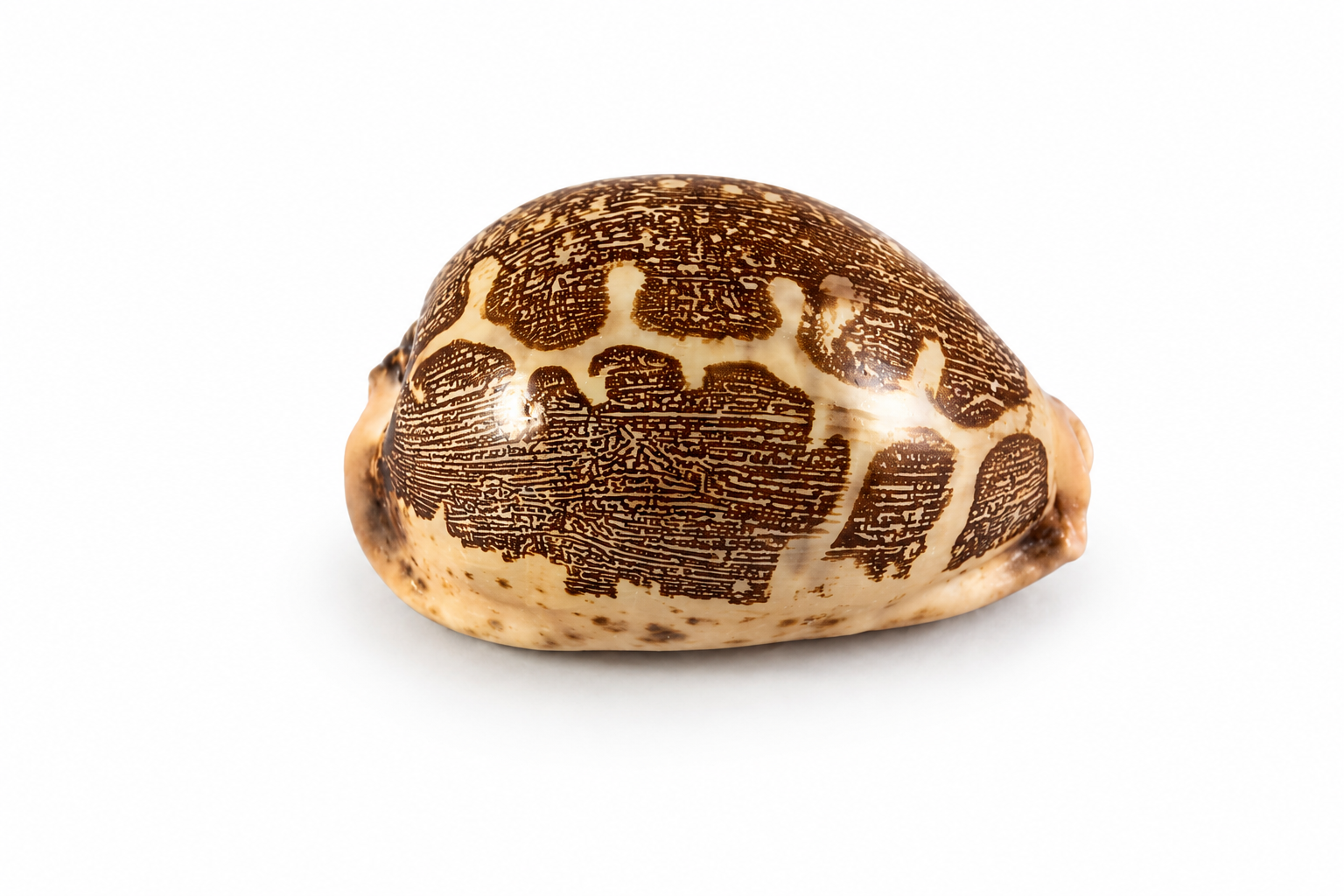 CYPRAEA MAPPA A