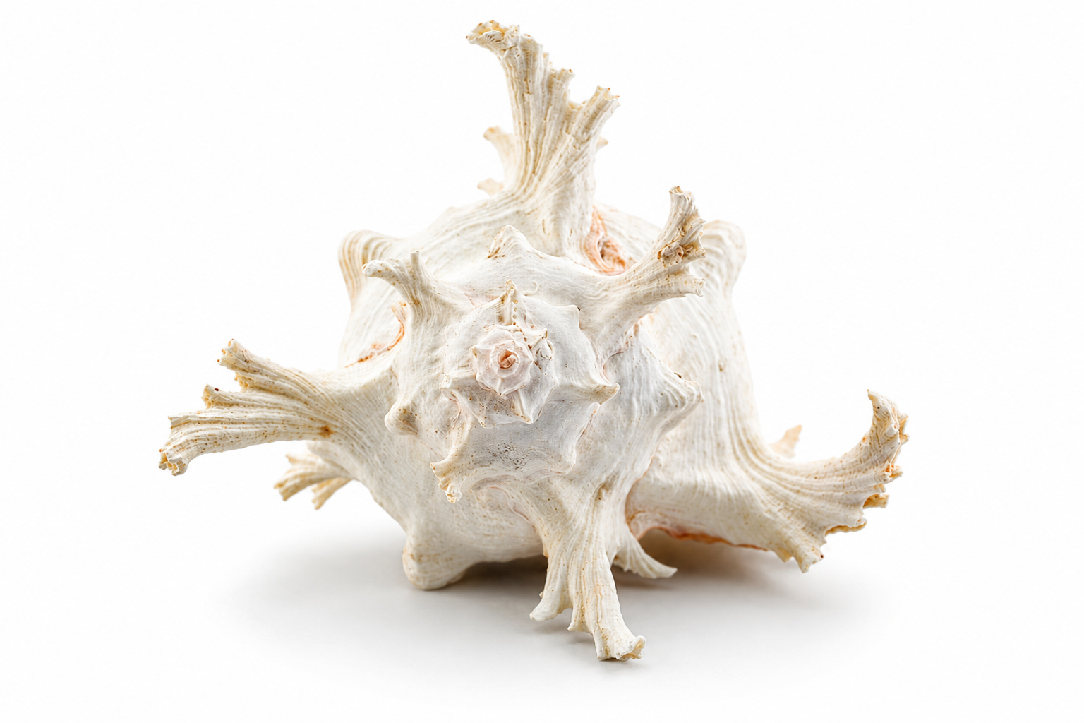 MUREX RAMOSUS