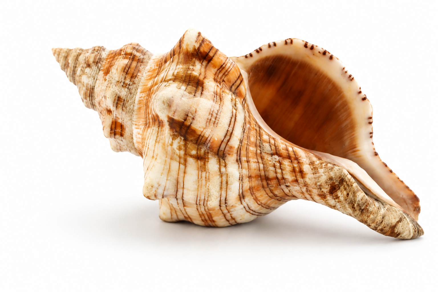 FASCIOLARIA TRAPEZIUM