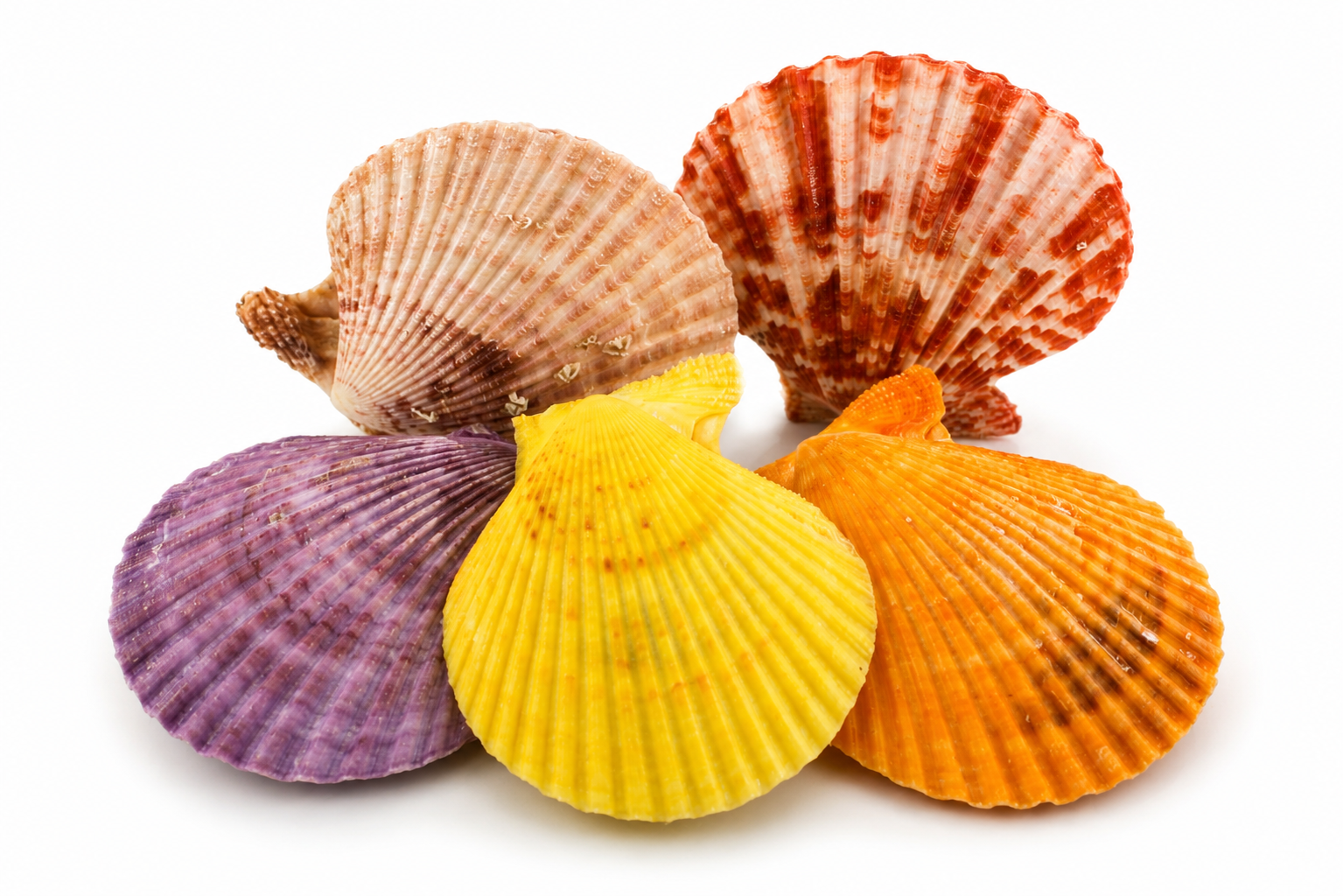 PECTEN SENATARIUS