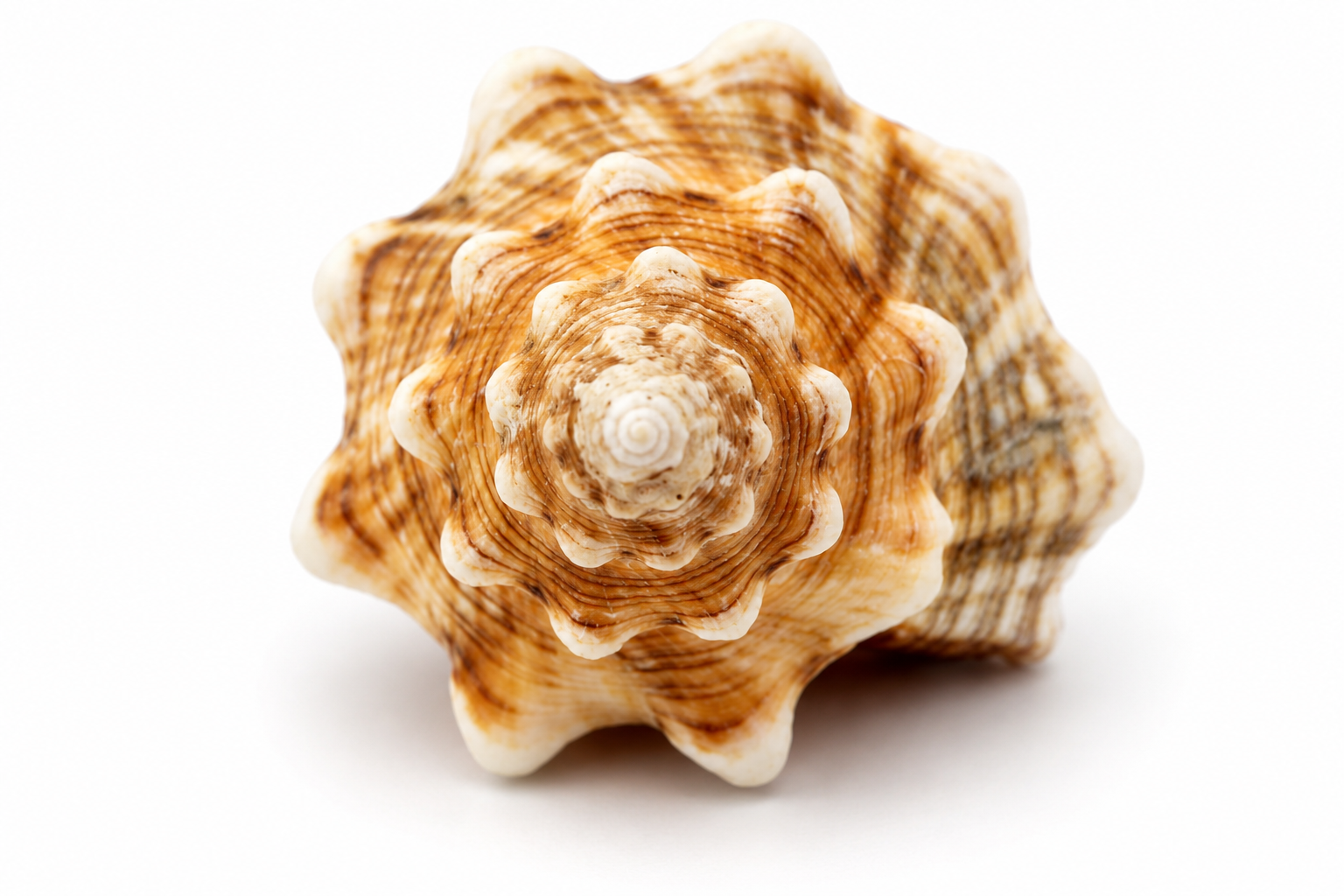 FASCIOLARIA TRAPEZIUM
