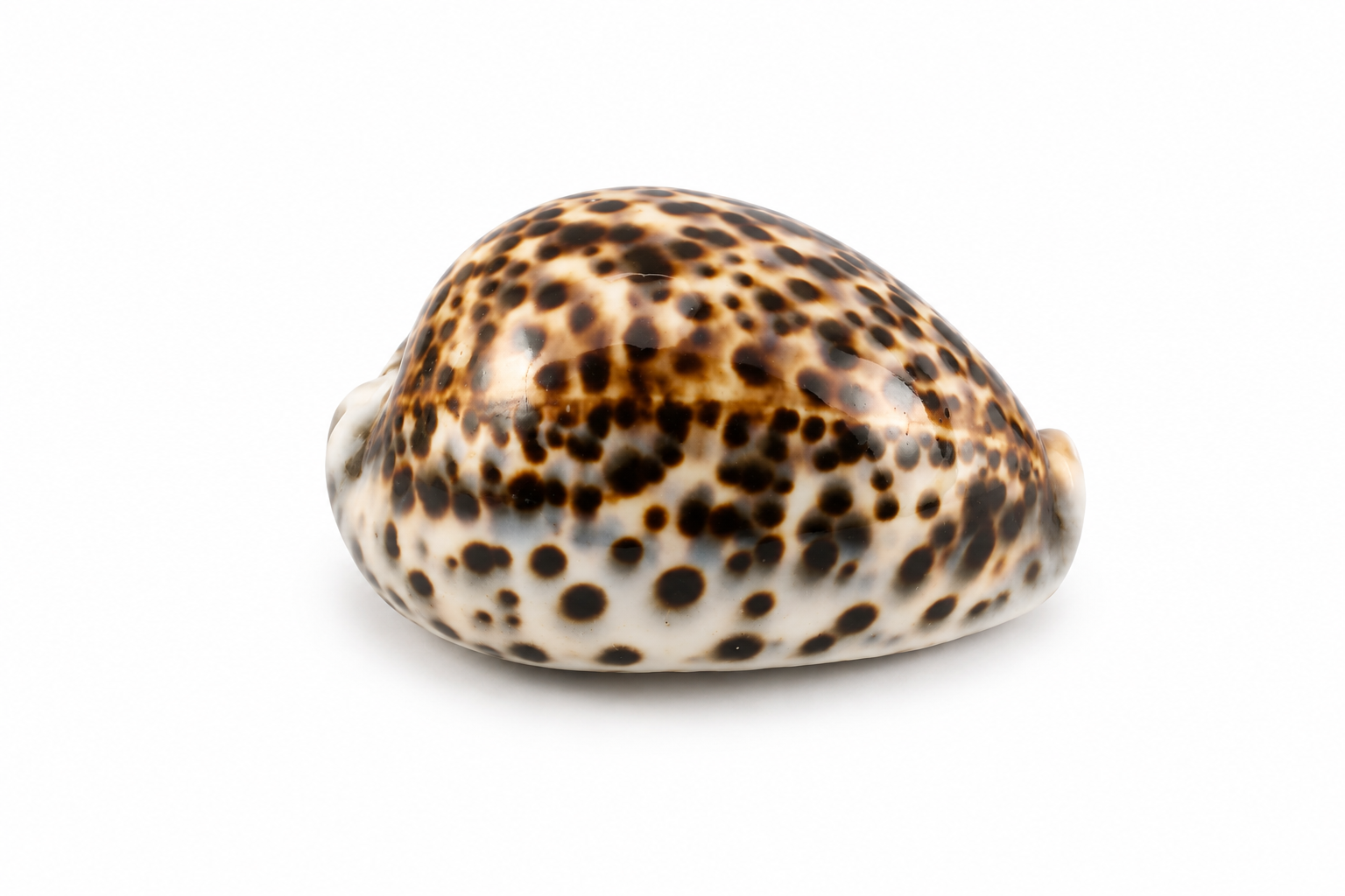 CYPRAEA TIGRIS -NICE SPOTS