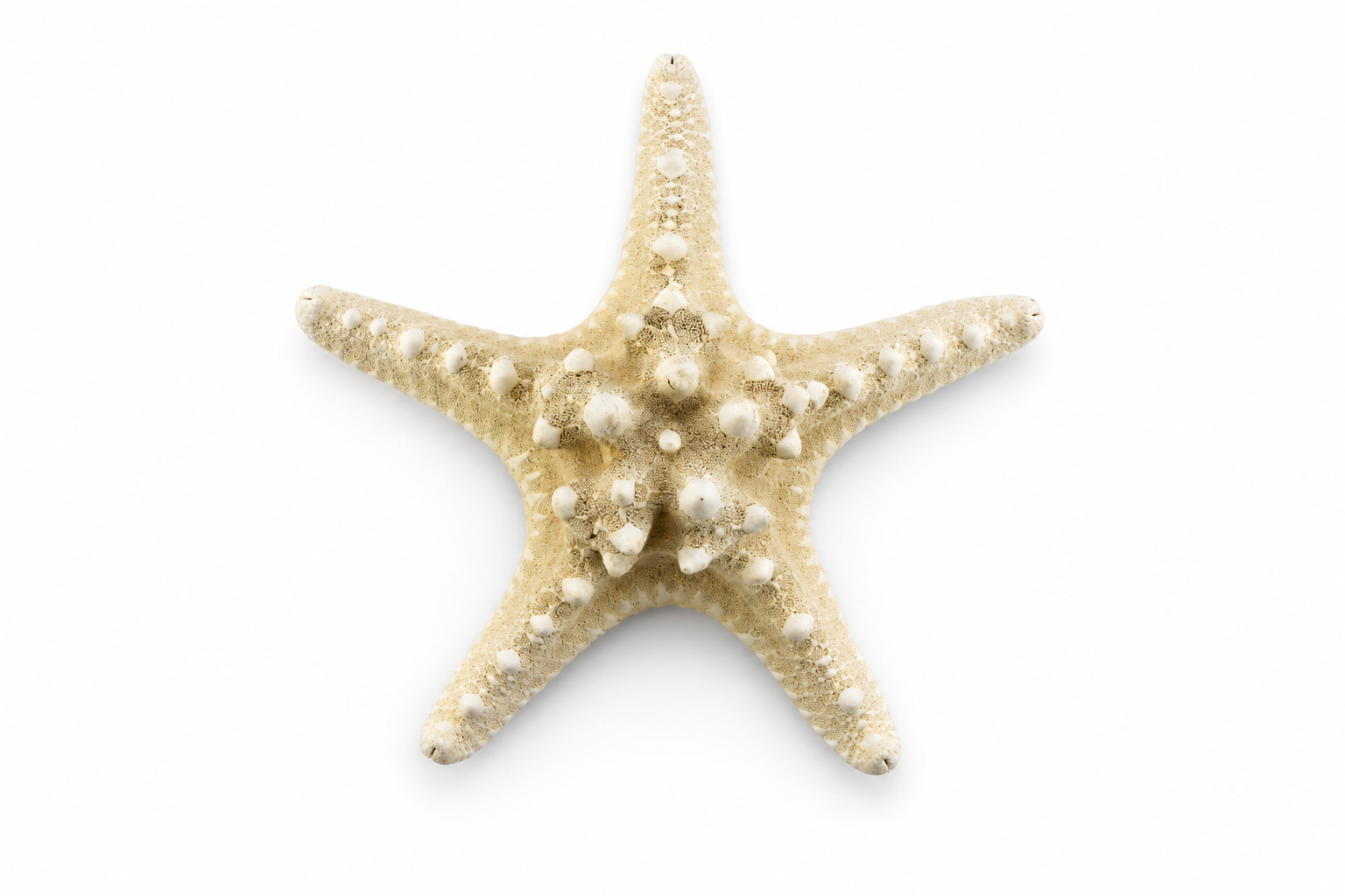 PHILIPPINE NATURAL STARFISH