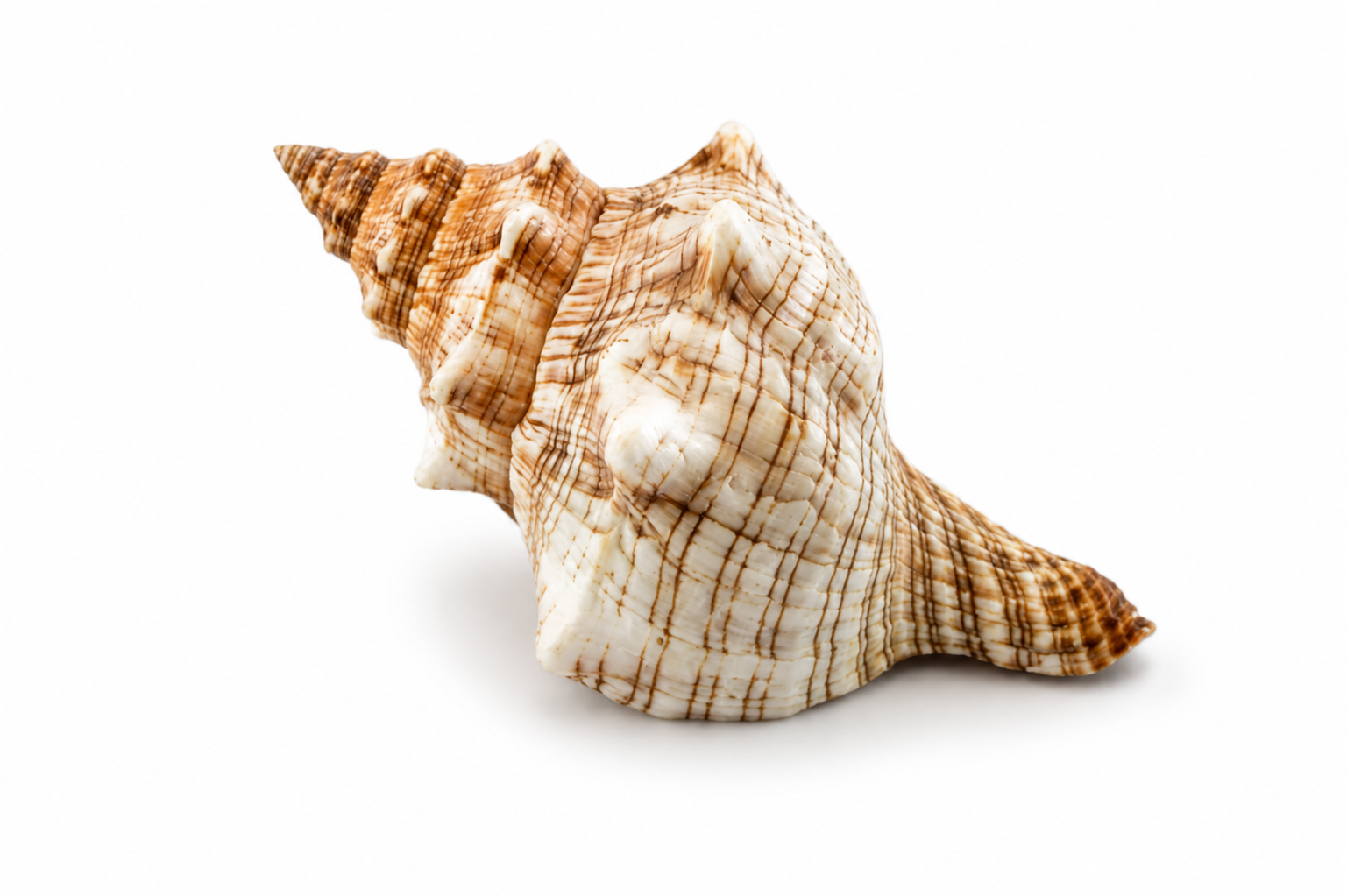 FASCIOLARIA TRAPEZIUM