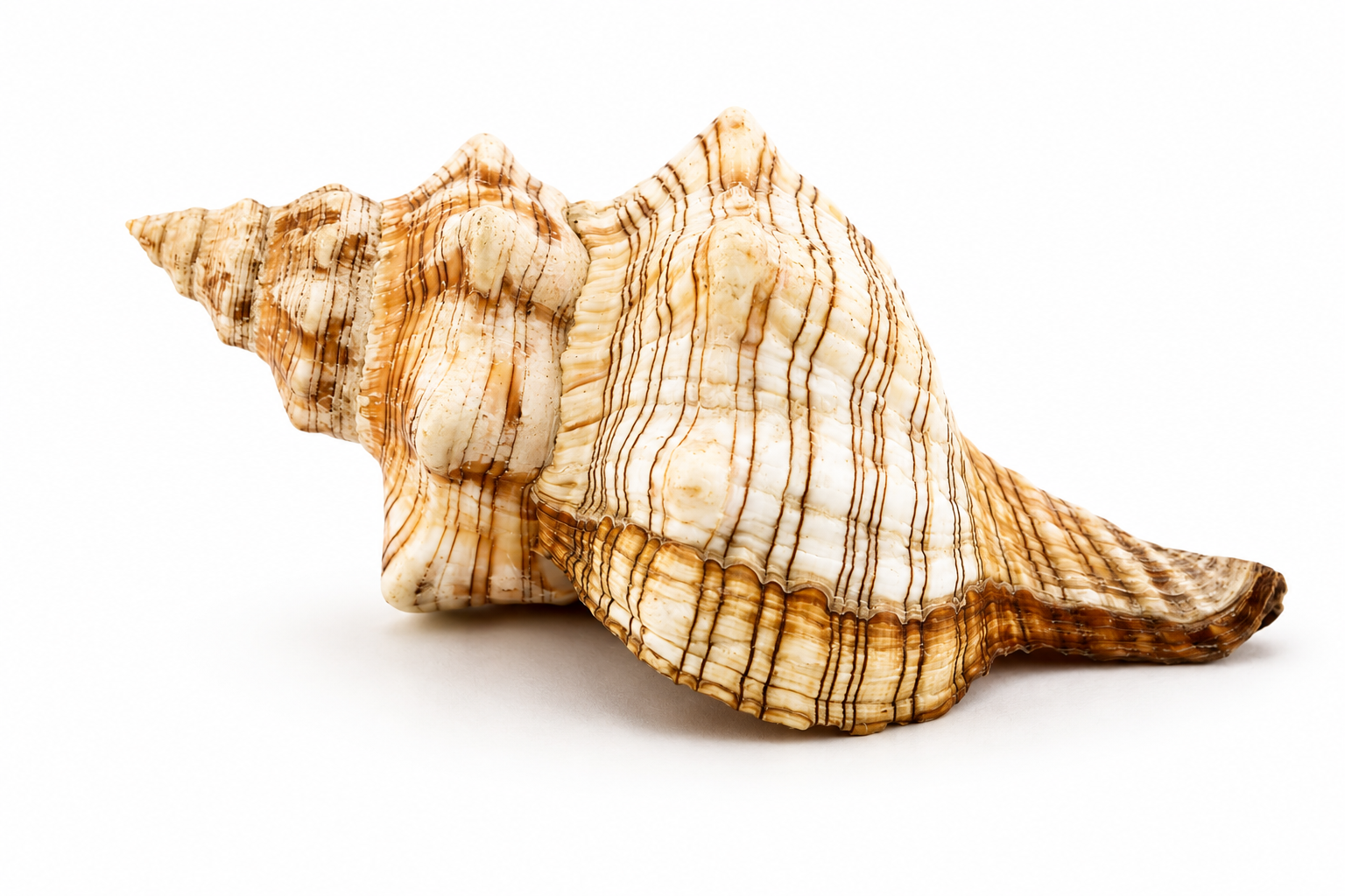 FASCIOLARIA TRAPEZIUM