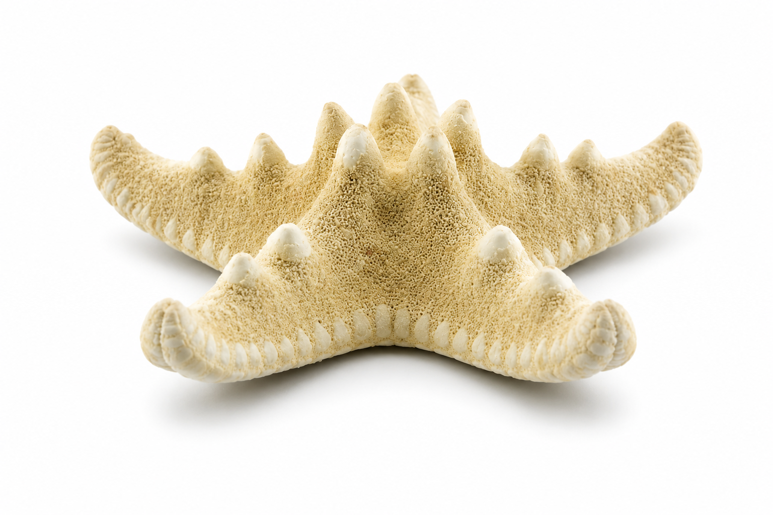 PHILIPPINE WHITE STARFISH