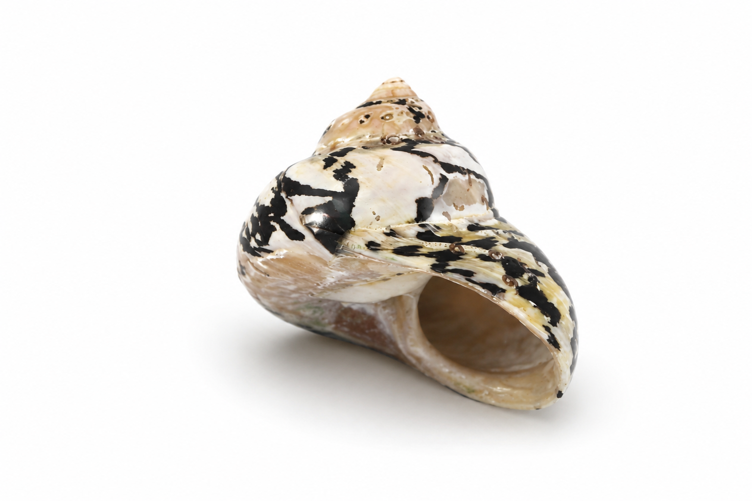 CITTARIUM PICA POLISHED